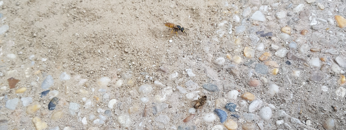 The beewolf and her prey near the entrance to the burrows