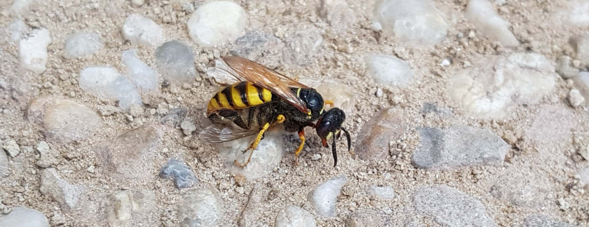 The beewolf carrying a honey bee victim