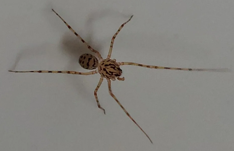 Spitting spider in the sink