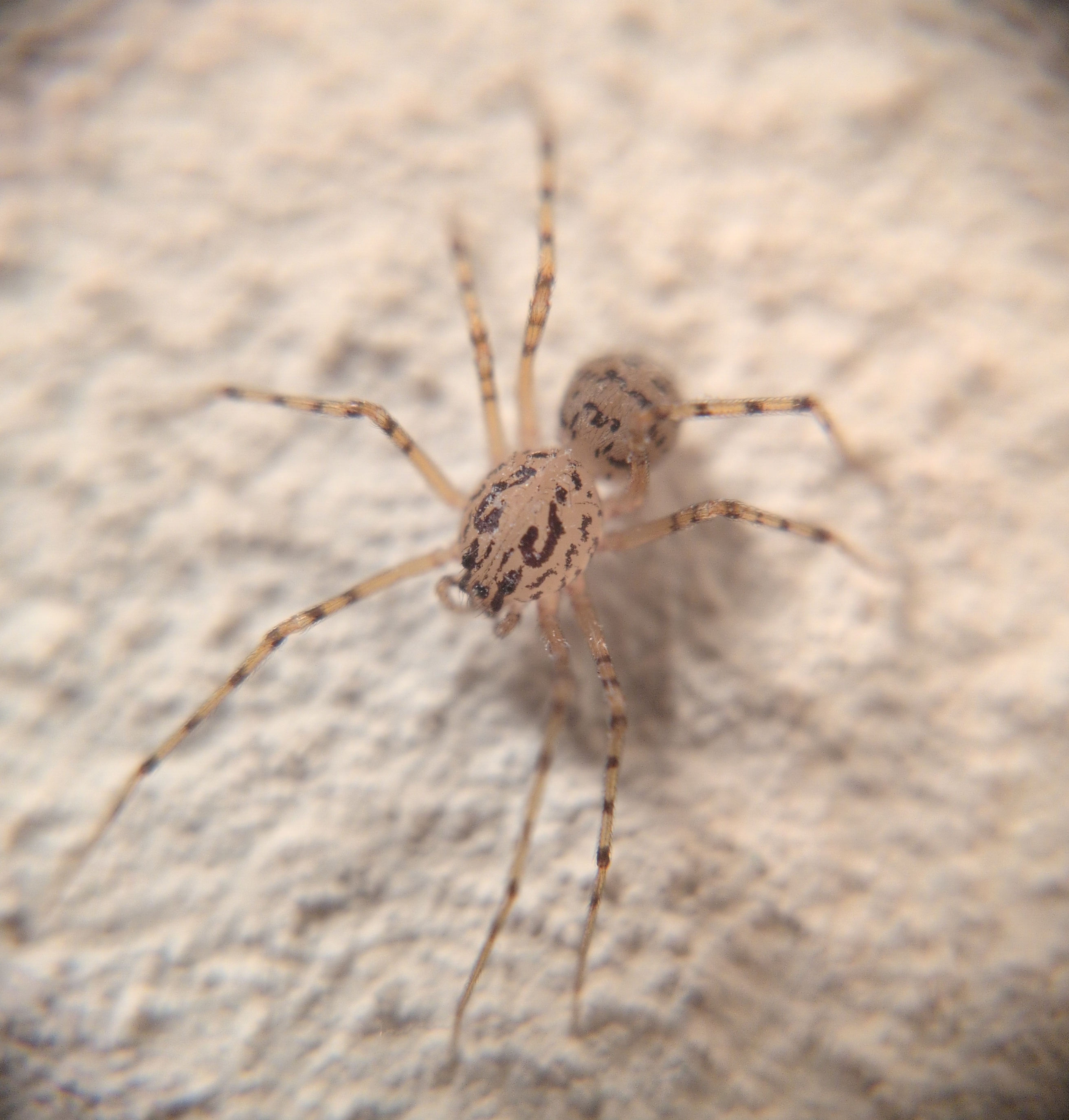 Spitting spider on a wall