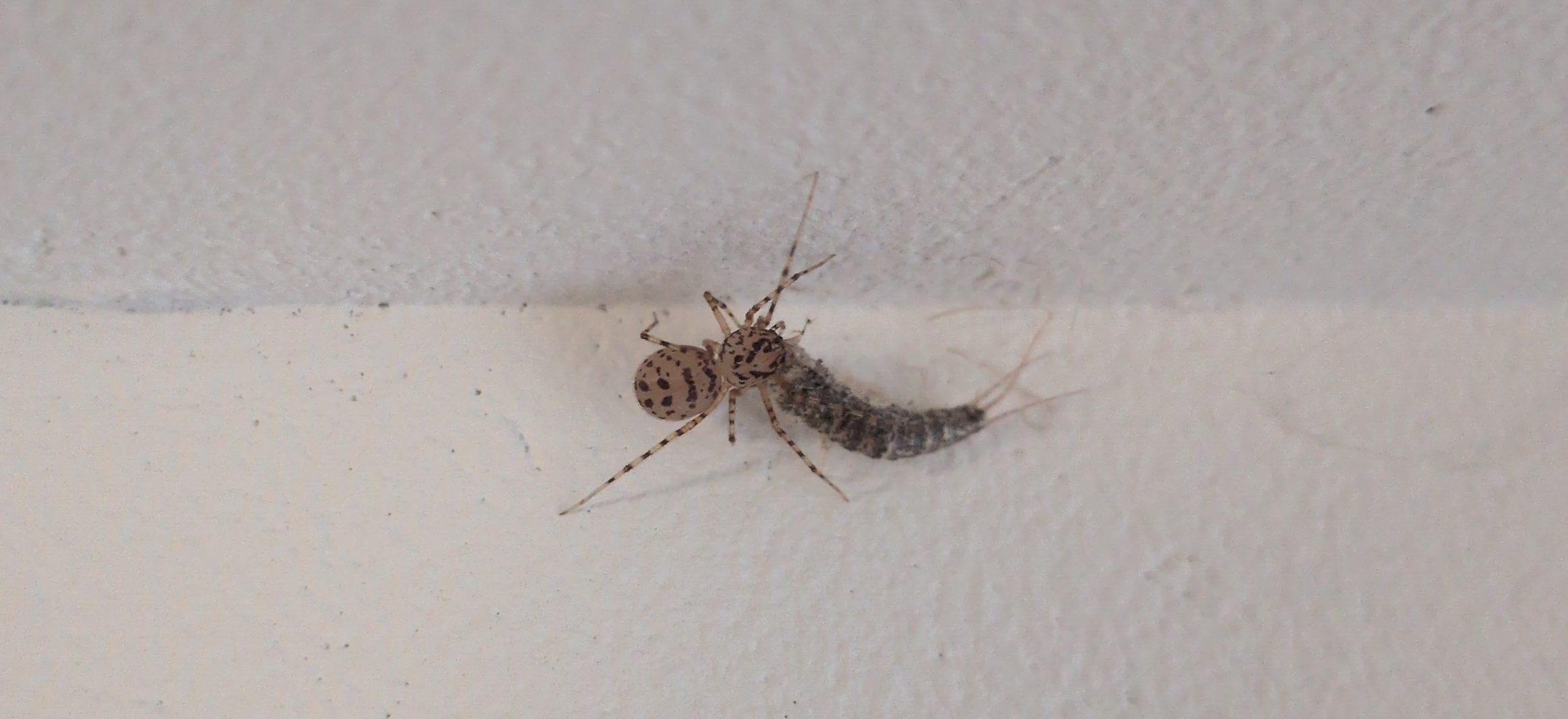 Spitting spider with prey